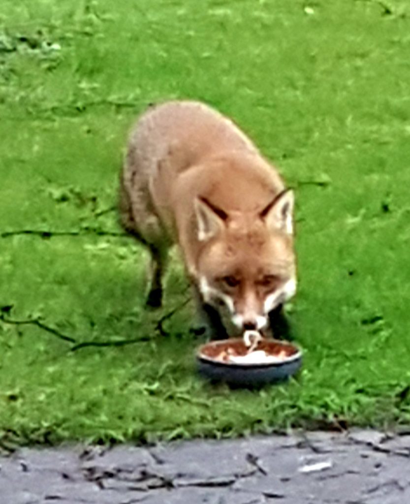 Lester the fox takes breakfast