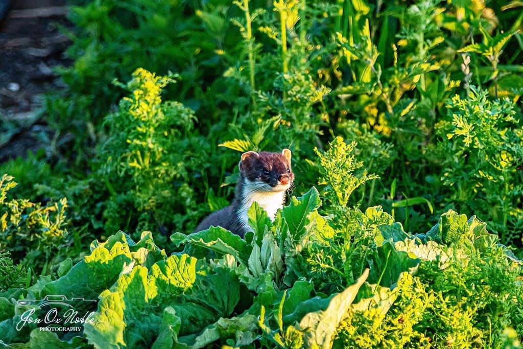 stoat