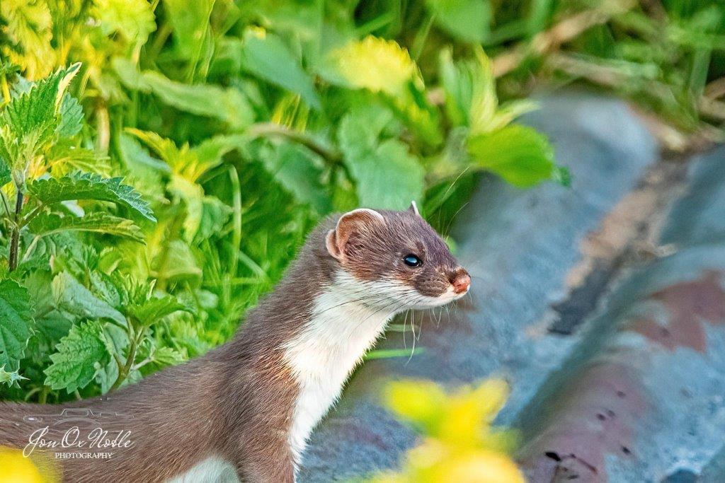 stoat